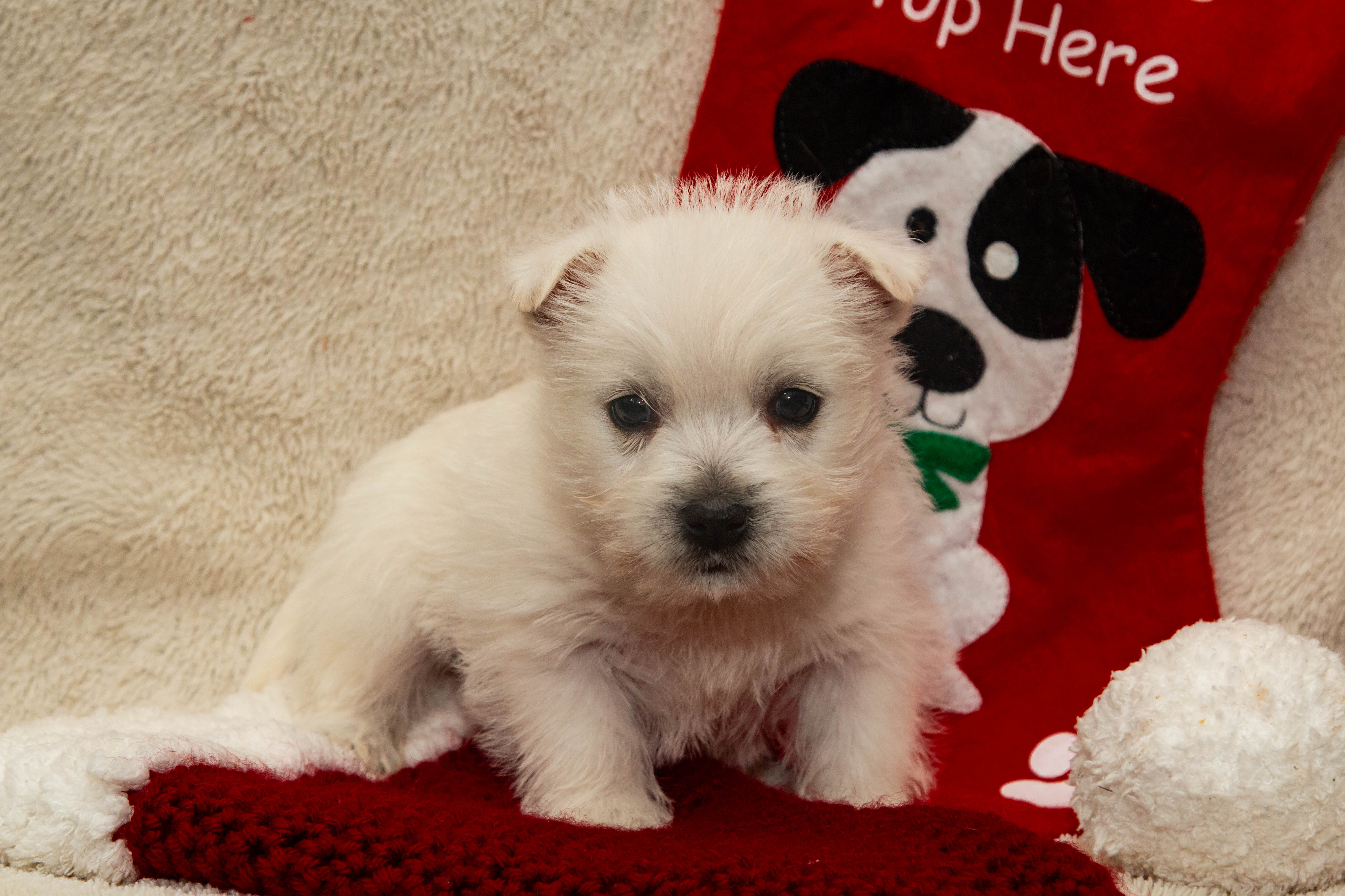 puppy, for, sale, West Highland White Terrier, Amos B. King, dog, breeder, Romney, WV, dog-breeder, puppy-for-sale, forsale, nearby, find, puppyfind, locator, puppylocator, aca